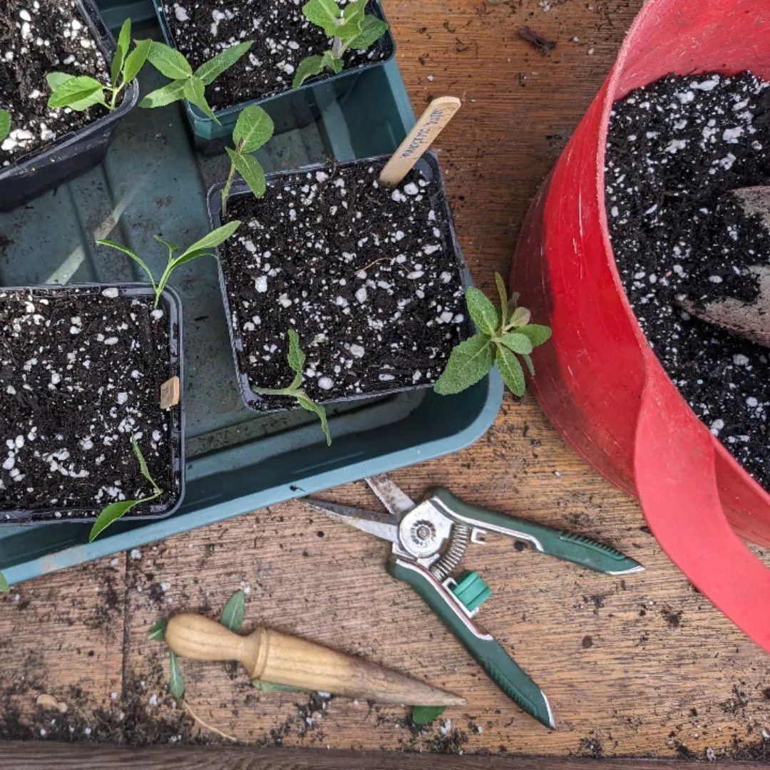 The Pod & Pip Gardening Club - Spring Workshop